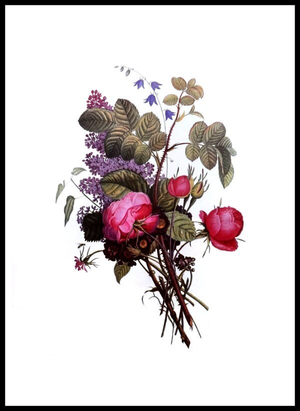 ALP F13036 Prevost Bougnets (Antique Prints)